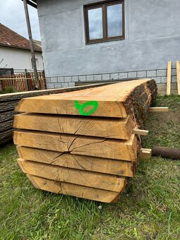 Dubové nadrozmerné kmene - 2
