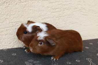 Morča, morčiatka - crested s rodokmeňom z CHS - 2