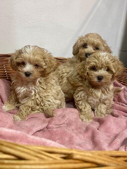 Maltipoo, pudel, maltezak - 2