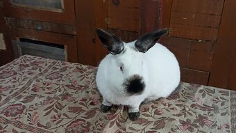 Kalifornský králik - 2