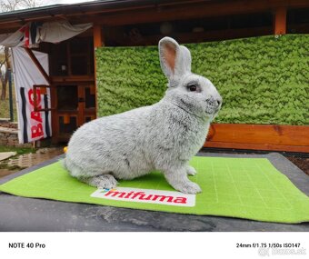 Veľký svetlý strieborný - 2