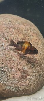 Predám odchovy Tropheus Orange bemba - 2
