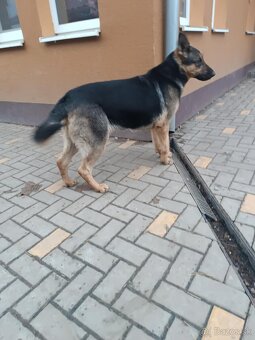 Nemecký ovčiak fenka - 2