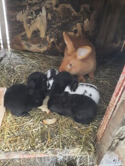 Burbunske samice - 2