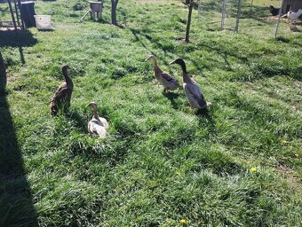 Nasadové vajcia Indický bežec - 2