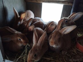 Krásne burgundske králiky na predaj - 2