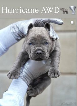 Bandog , Mastiff , Mollos - 2