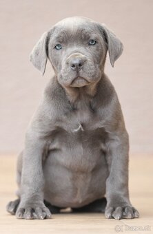 Bandog , Mastiff , Mollos - 2