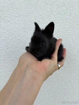 🐰 Ponúkame na rezerváciu zakrslích zajačikov - 2