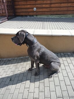 Krytie Nemecka doga modra - 2