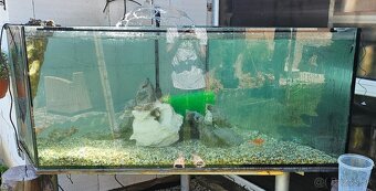 Akvarium - 2
