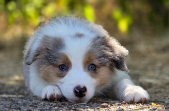 Austrálsky ovčiak × Border collie, borderka, border kólia - 2