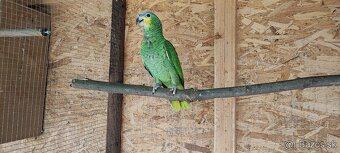 Amazonan Venezuelský - 2