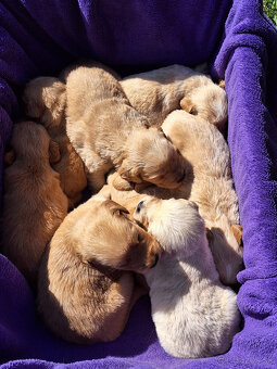 Zlatý retriever - 2