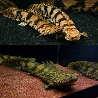 Bichir endlicheri - 2