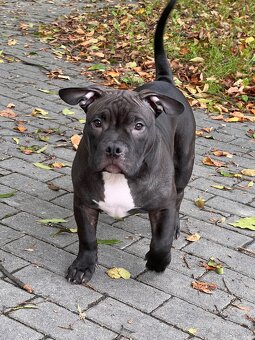 American Bully Pocket - 2