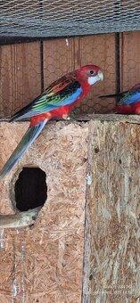 Rozela goldmantel opalin. - 2