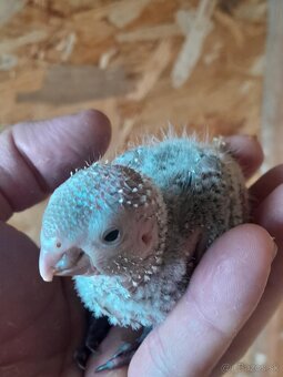 Predám 4× Pyrrura rupicola – zdravé, krúžkované 2025 - 2