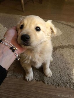 Darujem šteniatka - 2