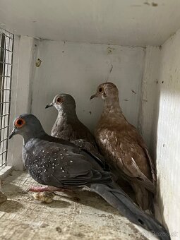 Predam Holubky diamantove - 2