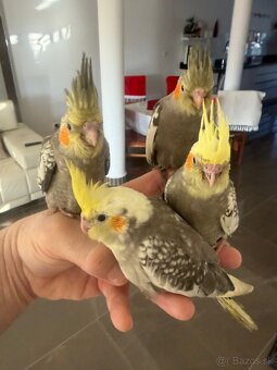 Korely ručne dokrmena Krotká - 2