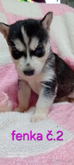 Sibirsky husky steniatka - 2