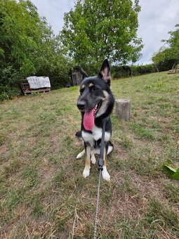 Darujeme fenku do dobrých rúk 🐾 - 2