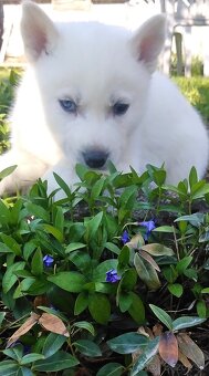 Sibirsky husky - 2