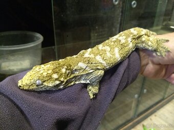 Rhacodactylus leachianus koghis - 2