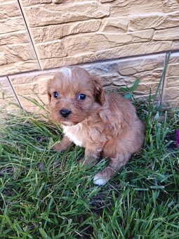 Cavapo,cavapoo,kavapo - 2