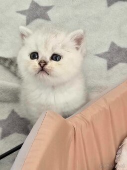 Britské mačiatka chinchilla - 2