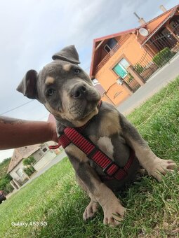 American bully - 2