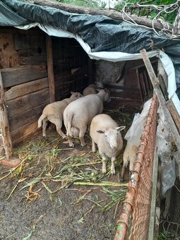 Predám barana - 2