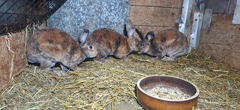 Dalmatinsky rex žlto hnedý - 2