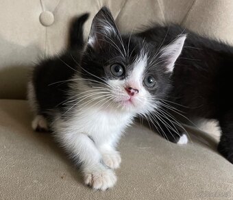 Polobritské mačiatka - 2