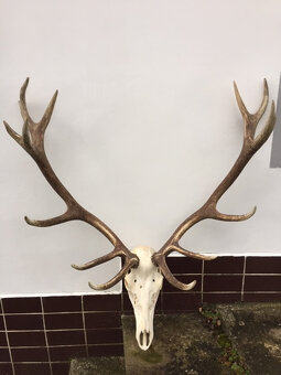 Trojej jeleňa, zhody, parohy - 2