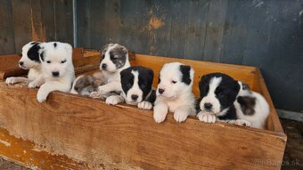 Stredoazijsky ovčiak - 2