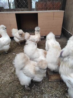 Hodvábničky - kuriatka - 2