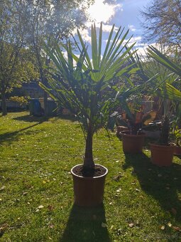 Trachycarpus fortunei. - 2