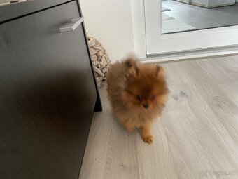 Predam mini pomeranian - 2