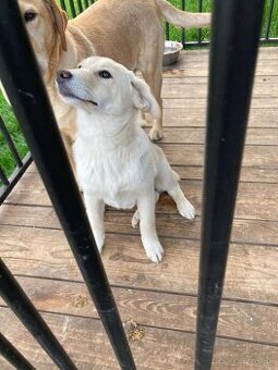 Labrador šteniatko - 2