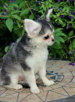 Šteniatko čivava s PP - 2