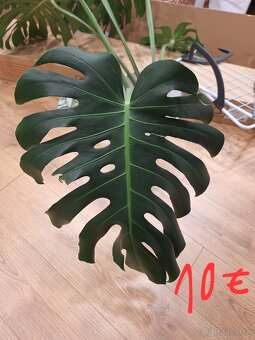 Monstera deliciosa odrezky - 2