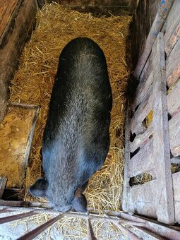 Vietnamské prasatá - 2