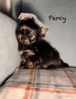 York,Yorkshirsky terier s PP ,jorkšír,jork - 2