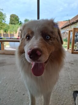 Austrálsky ovčiak s PP - 2