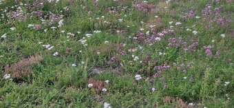 Lucna zmes,zelene strechy - 2