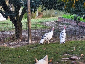 Násadové vajcia morky - 2