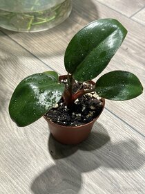Philodendron - izbové rastliny - 2