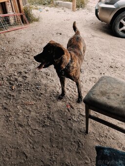 Rocky - 2